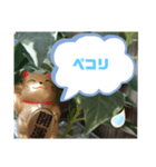 幸せな招き猫 （見やすくなった ）（個別スタンプ：18）