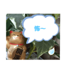 幸せな招き猫 （見やすくなった ）（個別スタンプ：19）