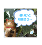 幸せな招き猫 （見やすくなった ）（個別スタンプ：34）