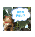 幸せな招き猫 （見やすくなった ）（個別スタンプ：36）