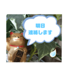 幸せな招き猫 （見やすくなった ）（個別スタンプ：37）
