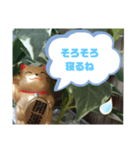 幸せな招き猫 （見やすくなった ）（個別スタンプ：40）