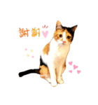 パグとにゃんこの日常スタンプ（個別スタンプ：1）