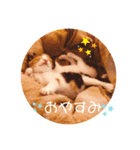 パグとにゃんこの日常スタンプ（個別スタンプ：2）