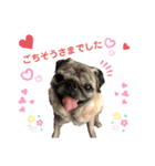 パグとにゃんこの日常スタンプ（個別スタンプ：6）