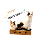 パグとにゃんこの日常スタンプ（個別スタンプ：7）