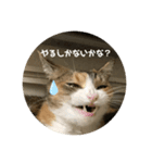 猫のピンちゃんとアンちゃん（個別スタンプ：2）