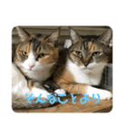 猫のピンちゃんとアンちゃん（個別スタンプ：3）