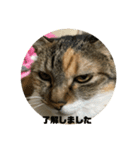 猫のピンちゃんとアンちゃん（個別スタンプ：4）