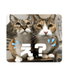 猫のピンちゃんとアンちゃん（個別スタンプ：5）