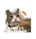 猫のピンちゃんとアンちゃん（個別スタンプ：6）