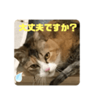 猫のピンちゃんとアンちゃん（個別スタンプ：7）