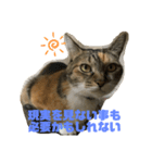猫のピンちゃんとアンちゃん（個別スタンプ：8）