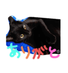 うちの黒猫の福ちゃん⑧（個別スタンプ：1）