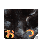 うちの黒猫の福ちゃん⑧（個別スタンプ：13）