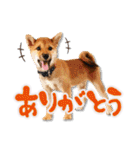柴犬・おこげちゃん（個別スタンプ：3）