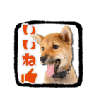 柴犬・おこげちゃん（個別スタンプ：4）