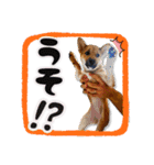 柴犬・おこげちゃん（個別スタンプ：5）