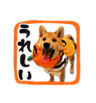 柴犬・おこげちゃん（個別スタンプ：6）