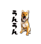 柴犬・おこげちゃん（個別スタンプ：7）