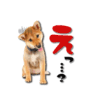 柴犬・おこげちゃん（個別スタンプ：8）