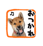 柴犬・おこげちゃん（個別スタンプ：9）