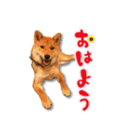 柴犬・おこげちゃん（個別スタンプ：10）