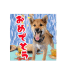 柴犬・おこげちゃん（個別スタンプ：12）