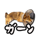 柴犬・おこげちゃん（個別スタンプ：13）