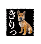 柴犬・おこげちゃん（個別スタンプ：14）