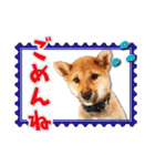 柴犬・おこげちゃん（個別スタンプ：15）