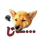 柴犬・おこげちゃん（個別スタンプ：16）