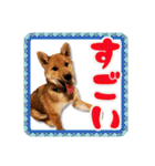 柴犬・おこげちゃん（個別スタンプ：17）