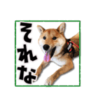 柴犬・おこげちゃん（個別スタンプ：18）