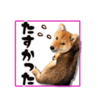 柴犬・おこげちゃん（個別スタンプ：19）
