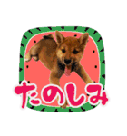 柴犬・おこげちゃん（個別スタンプ：20）