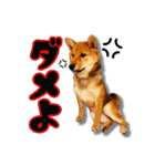 柴犬・おこげちゃん（個別スタンプ：21）