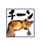 柴犬・おこげちゃん（個別スタンプ：22）