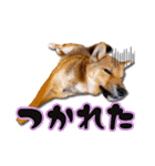 柴犬・おこげちゃん（個別スタンプ：23）