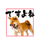 柴犬・おこげちゃん（個別スタンプ：24）