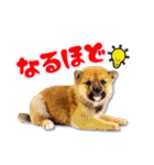 柴犬・おこげちゃん（個別スタンプ：25）