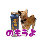 柴犬・おこげちゃん（個別スタンプ：26）