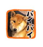 柴犬・おこげちゃん（個別スタンプ：27）