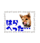 柴犬・おこげちゃん（個別スタンプ：28）