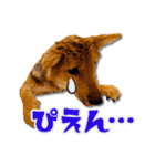 柴犬・おこげちゃん（個別スタンプ：29）