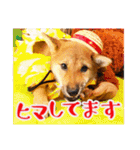 柴犬・おこげちゃん（個別スタンプ：30）
