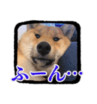 柴犬・おこげちゃん（個別スタンプ：32）