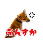 柴犬・おこげちゃん（個別スタンプ：33）