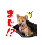 柴犬・おこげちゃん（個別スタンプ：34）