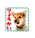 柴犬・おこげちゃん（個別スタンプ：36）